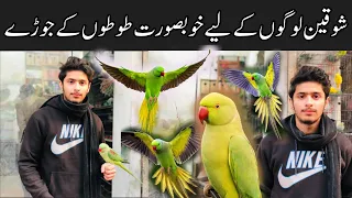 College Road Birds Market Rawalpindi | Green Ringneck Parrot,Alexander Parrot & love birds Prices