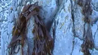 Seaweed & Shellfish Forage At Clarach Bay, West Wales