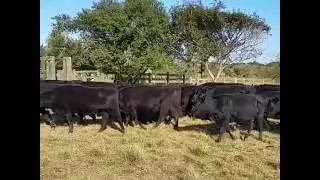 Vacas Angus prenhas a venda