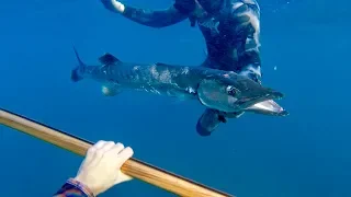 Shot my first Barracuda Spearfishing in Hawaii! (vlog type) 2018