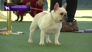 French Bulldogs | Breed Judging 2023