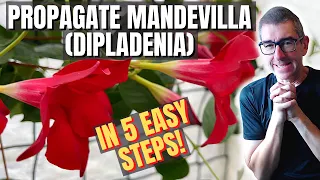 Mandevilla Propagation: Quick, Easy Method!