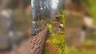 WATCH: Giant tree falls due to powerful winds, narrowly misses Grass Valley home