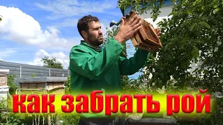 Вышел рой из улья что делать? Как снять рой пчел с дерева. Роение пчел на пасеке как снять рой пчел