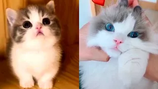 It's TIME for SUPER LAUGH With Cats! - Best FUNNY CAT videos- Woa Mew 2