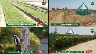 Pépinière de Keur Gol : Touba Ca Kanam implante 22.000 Arbres dans la ville sainte....