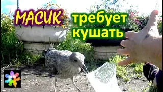 🐥🧀 #14 Chick of a seagull flew in and requires to eat