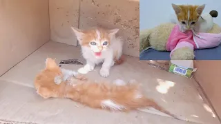 Trying to save a kitten defending its dying brother.