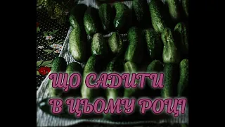 Кращі сорта огірків. Найкращий сорт кабачка. Що садити на городі? Поради перевірені роками.  2023