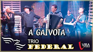 A Gaivota - TRIO FEDERAL (Silvaneto, Matarazzo e Wilsinho)