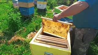 Как развивается пчелопакет. Развитие пчелопакета