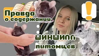 20 вещей, которые надо знать о ШИНШИЛЛЕ, прежде чем завести.