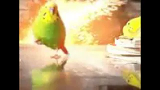 loro corriendo de la explocion