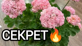 СЕКРЕТ ПЫШНОГО ЦВЕТЕНИЯ ГЕРАНИ. 🔥 ЖАЛЕЮ, ЧТО РАНЬШЕ ТАК НЕ ДЕЛАЛА 🔥 100% Результат!