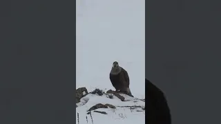 Гималайский Улар/Himalayan snowcock #nature #kazakhstan