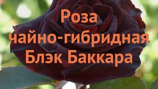 Роза чайно-гибридная Блэк Баккара (black baccara) 🌿 обзор: как сажать, саженцы розы Блэк Баккара