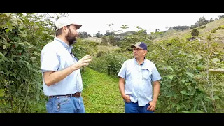 La importancia de la podas en el cultivo de mora (Testimonial)