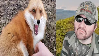 The Foxes Love Me - Finnegan And Dixie (SaveAFox) - Reaction! (BBT)