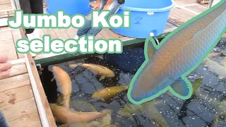 Big Karashigoi selection at Marudo Koi Farm [JUMBO KOI]