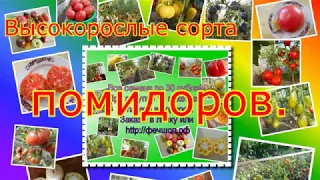 Высокорослые сорта помидоров.  Какие помидоры посадить в 2019 году?