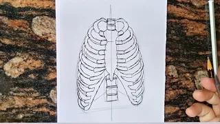 Easy Rib Cage Diagram drawing  // How to draw Rib Cage Diagram // Science Diagram Class 10