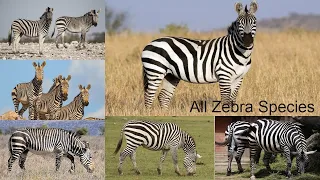 All Zebra Species / types of zebra / subgenus Hippotigris