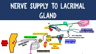 NERVE SUPPLY TO LACRIMAL GLAND | NEUROANATOMY