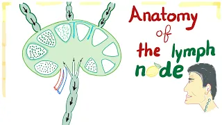 Anatomy of the Lymph node | Best Explanation Ever ;)