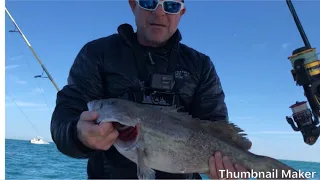 Huge Goliath grouper eats large Gag grouper. Must watch!!