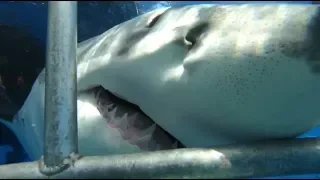 Curious great white shark stuck in the cage - All For Blue