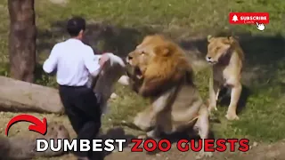 12 dumbest zoo guests caught on camera what were they thinking.