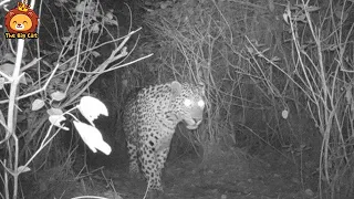 7 Unbelievable moments when Big Cats and other animals Hunt, eat their prey in the night