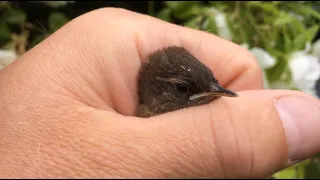 BEE HUMMINGBIRD - Smallest Bird On The Planet - Cuba Birds - Smallest Bird In The World