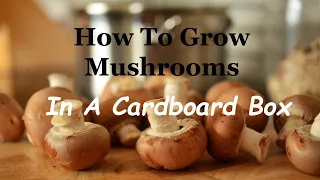 How To Grow MUSHROOMS in a Cardboard Box