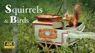 Hand Cart Bird Feeder 3 - Relax In Nature With Squirrels & Birds  ( 8 Hours )