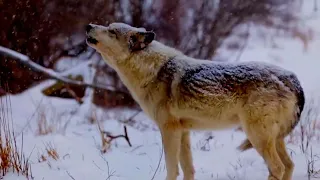 Мурат - Сколько волка не корми