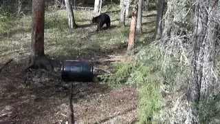 Bowhunting black bear. Impact shot