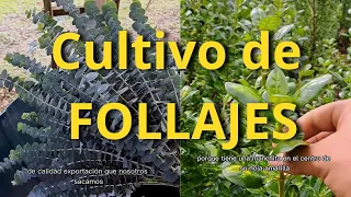 Conoce mis cultivos de follajes, parte importante del mundo de la floricultura 🌷🌱 eucalyptus y más