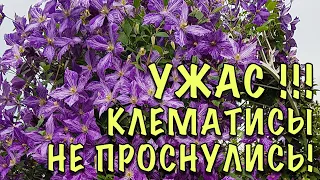 НЕ ВЗДУМАЙТЕ ВЫКАПЫВАТЬ! Клематисы НЕ ПРОСНУЛИСЬ! Стимулируем БЫСТРЫЙ РОСТ спящих и слабых побегов