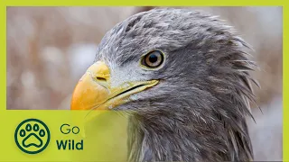 The Saga of the White-Tailed Eagle - Go Wild