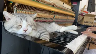 Sleepy Haburu 🐈🎹