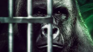 Harambe Talks with Will Travers, President of the Born Free Foundation