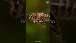 Las abejas no deberían volar, según las leyes de la física. #shorts