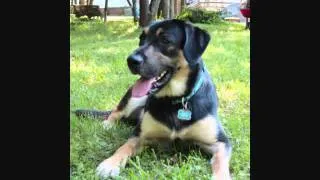 Joe, a Southeastern Guide Dog in Training