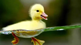 Duck - Build a swimming pool for ducklings and how to prevent diseases for ducks - The duck