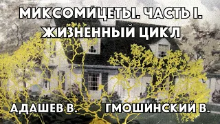 Миксомицеты. Жизненный цикл и строение спороношения| Владимир Гмошинский и Владимир Адашев