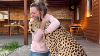 Cheetah is in good hands. Gerda was very upset with us.