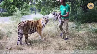 Тигрица доверяет только одному человеку. Тайган. A tigress trusts only one person. Taigan