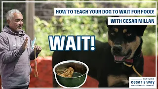 HOW TEACH TO YOUR DOG FOOD PATIENCE | RANCH VLOGS #4