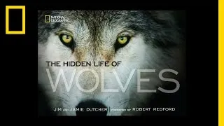 The Hidden Life of Wolves | National Geographic